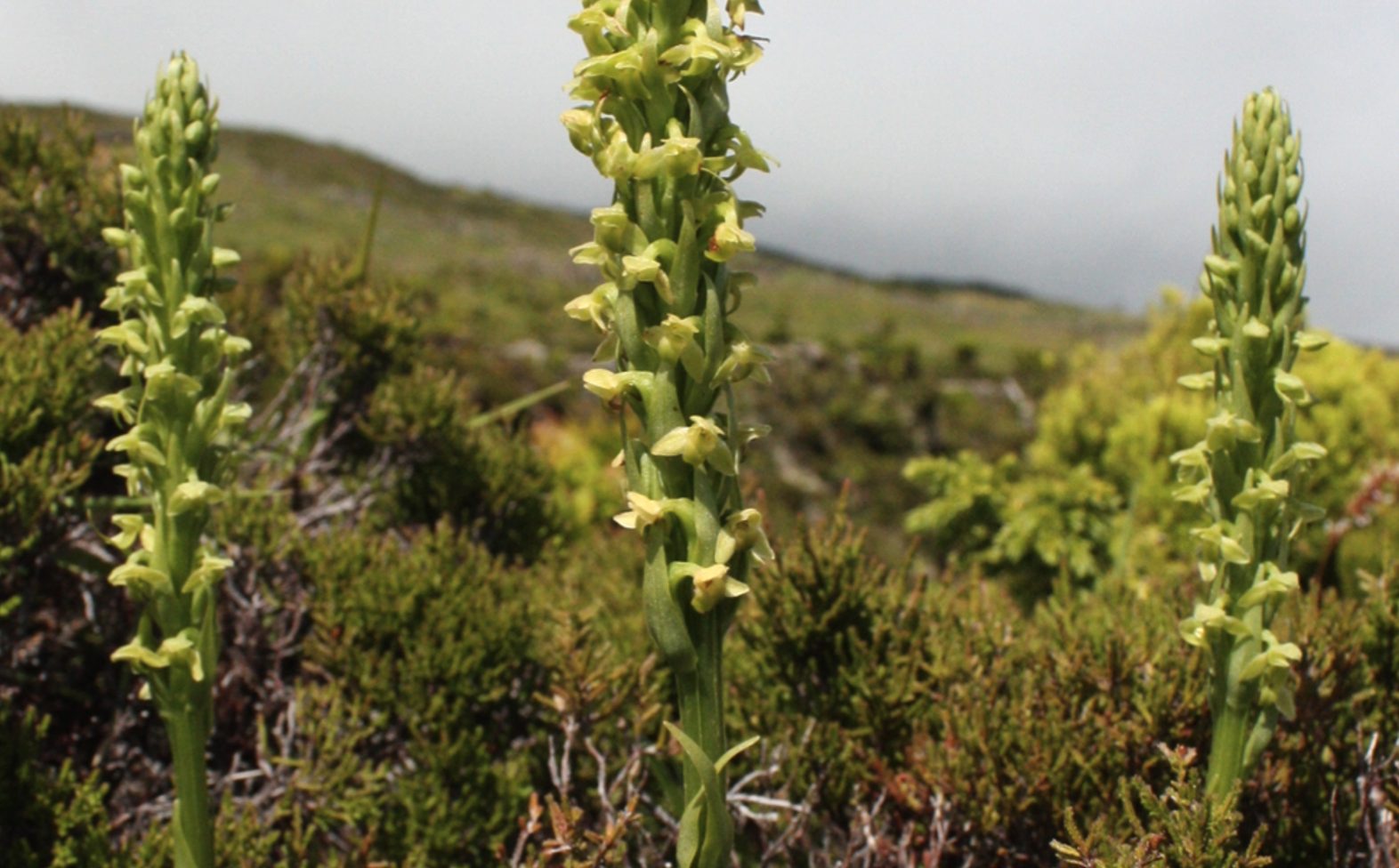 Europe's Rarest Orchid Rediscovered on 'Lost World' Volcano in the Azores