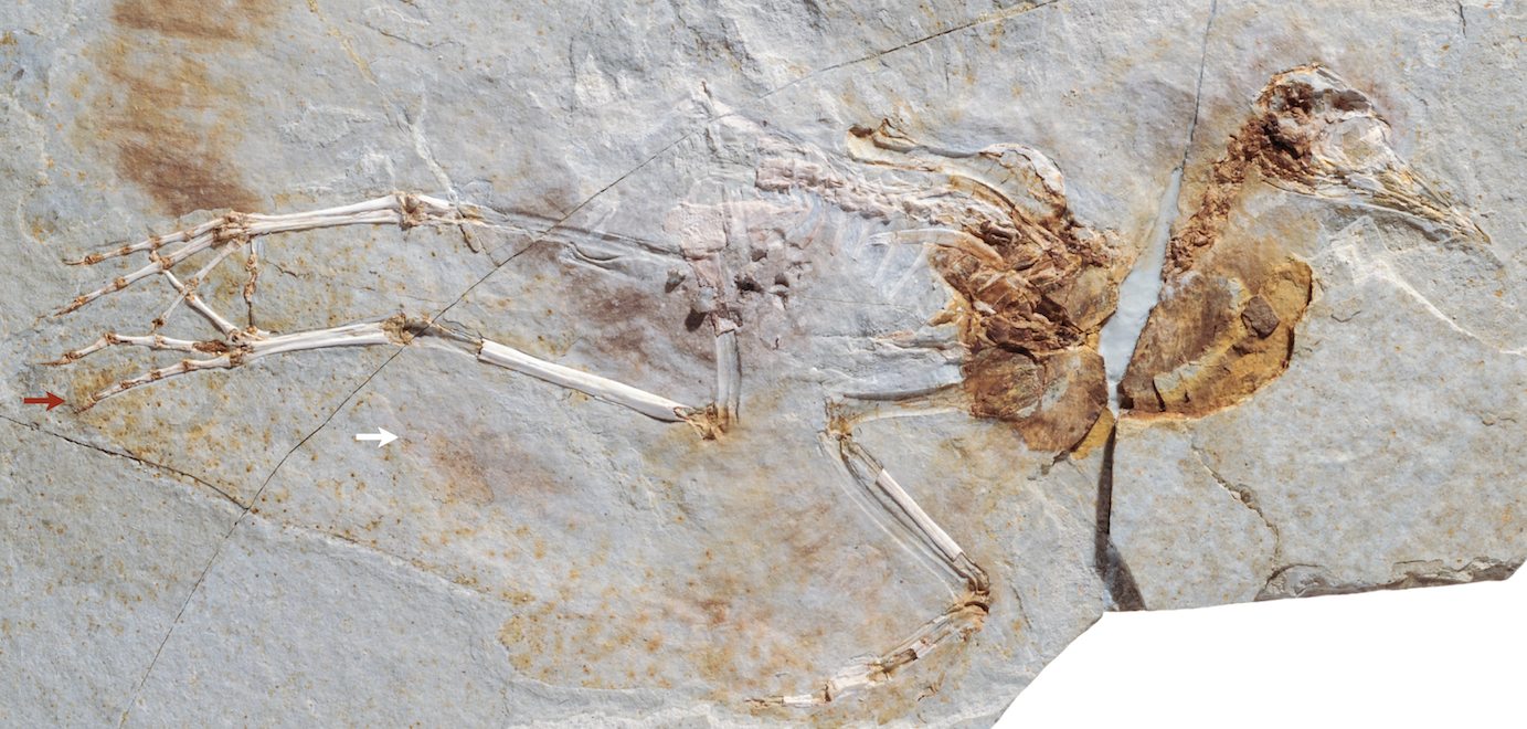 A new specimen of the Early Cretaceous bird Hongshanornis longicresta