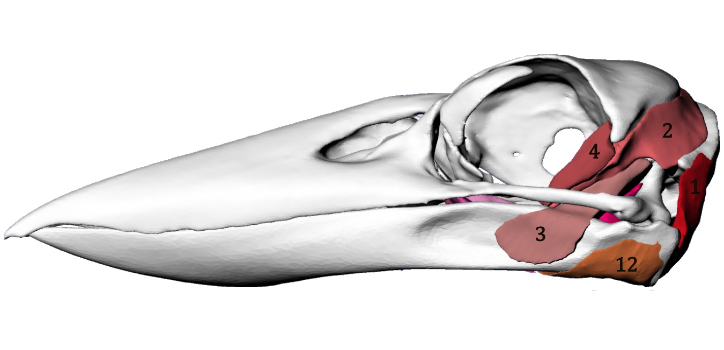 An interactive three-dimensional approach to anatomical description