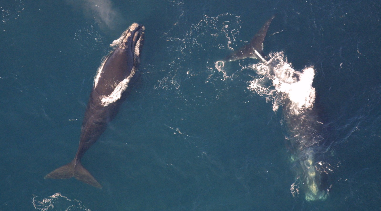 Notifying speeding mariners lowers ship speeds in areas with North Atlantic Right Whales