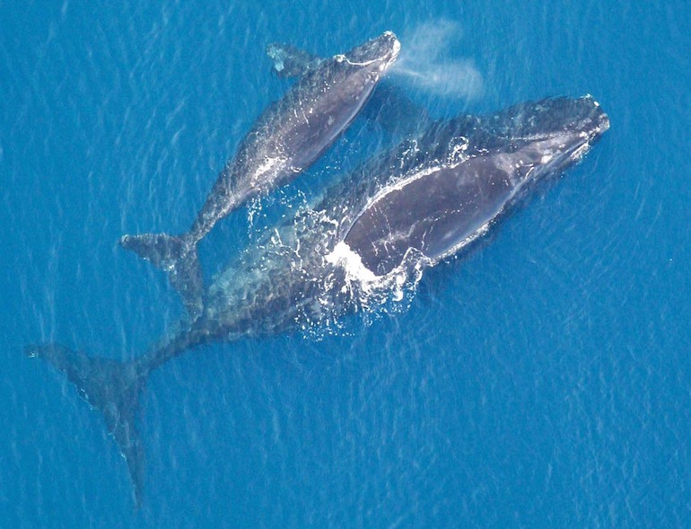 Effectiveness of the reporting of right whale locations to shipping 