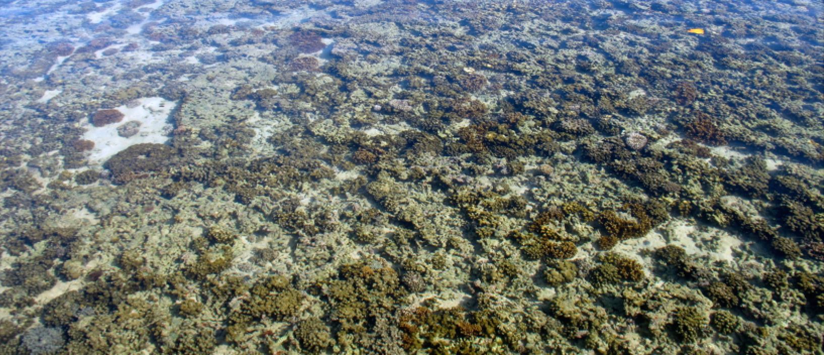 Coral reef resilience in the face of anthropogenic impacts