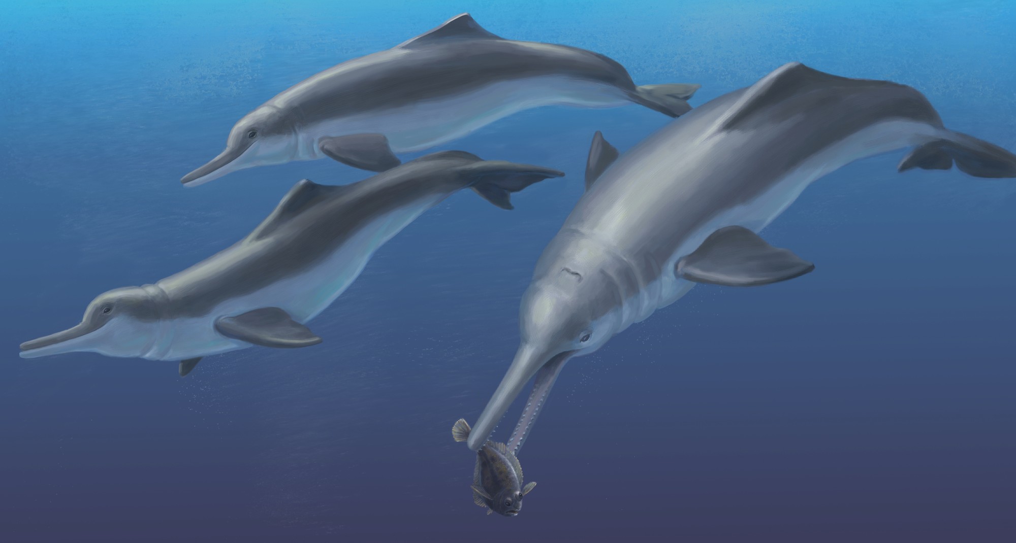 Fossil Specimen Reveals a New Species of Ancient River Dolphin