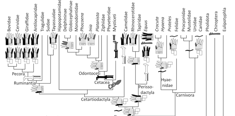 A survey of vestigial skeleton structures in mammals