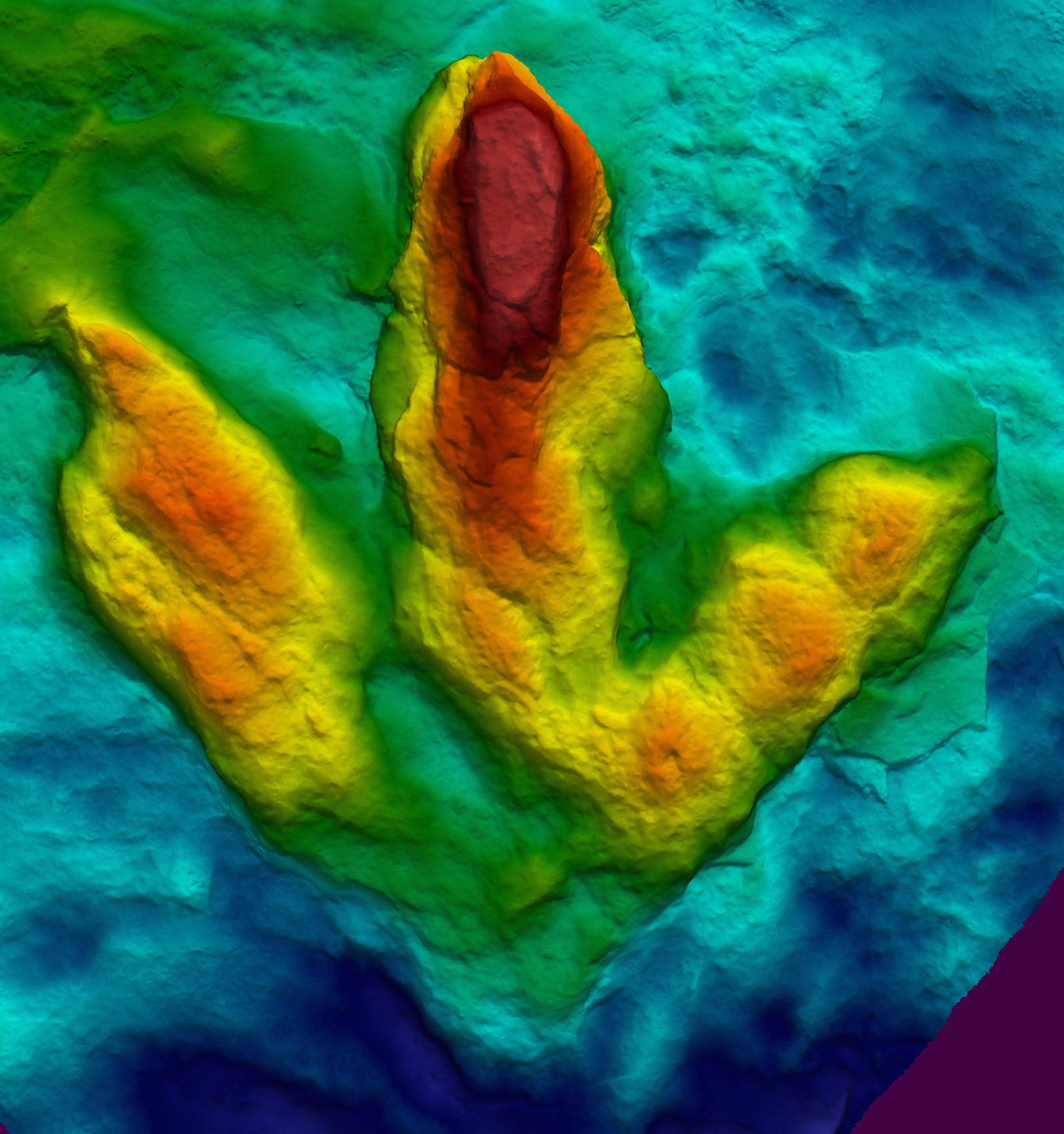 Geometric morphometric analysis of intratrackway variability