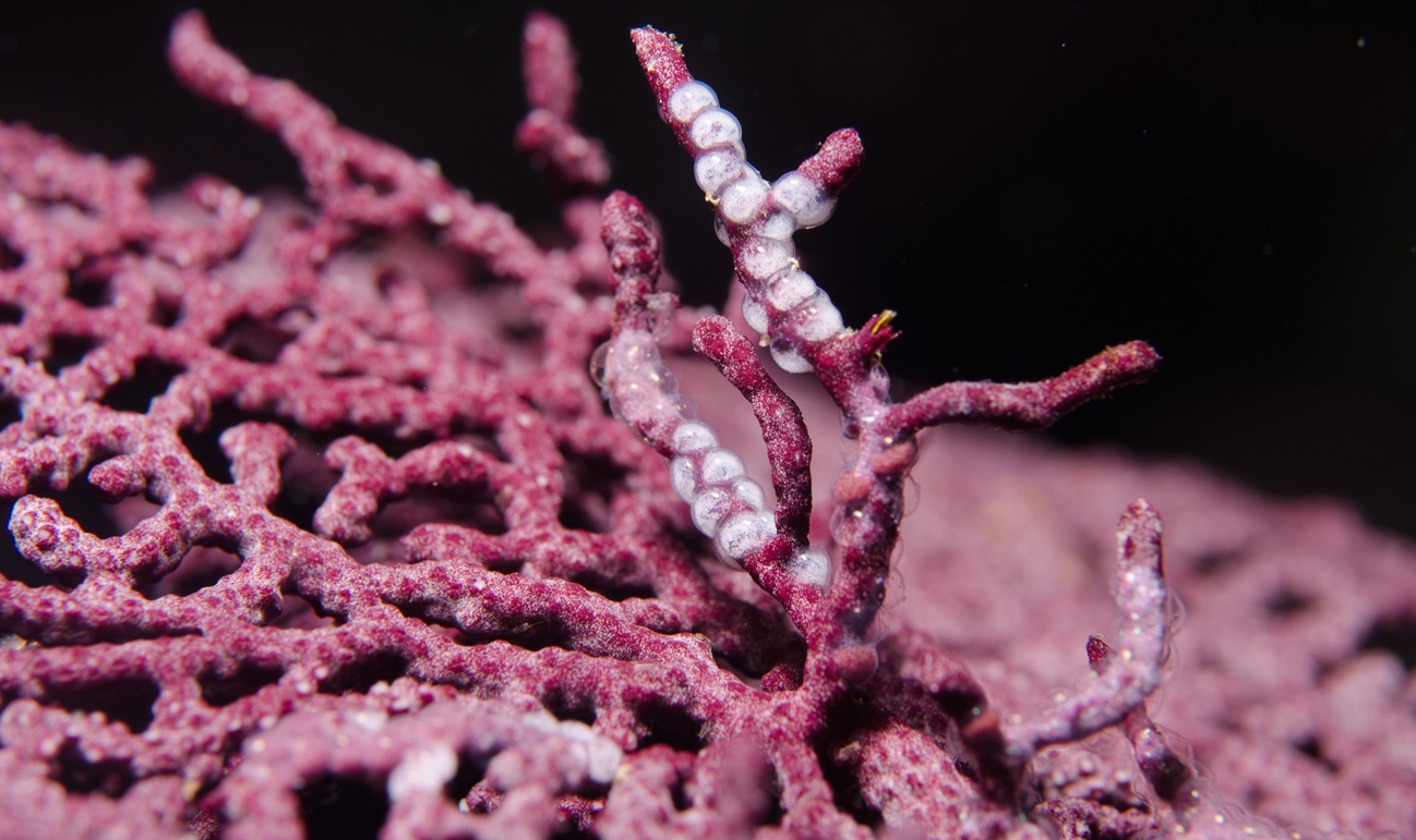 Mimicry adaptation between egg-cowries and octocorals