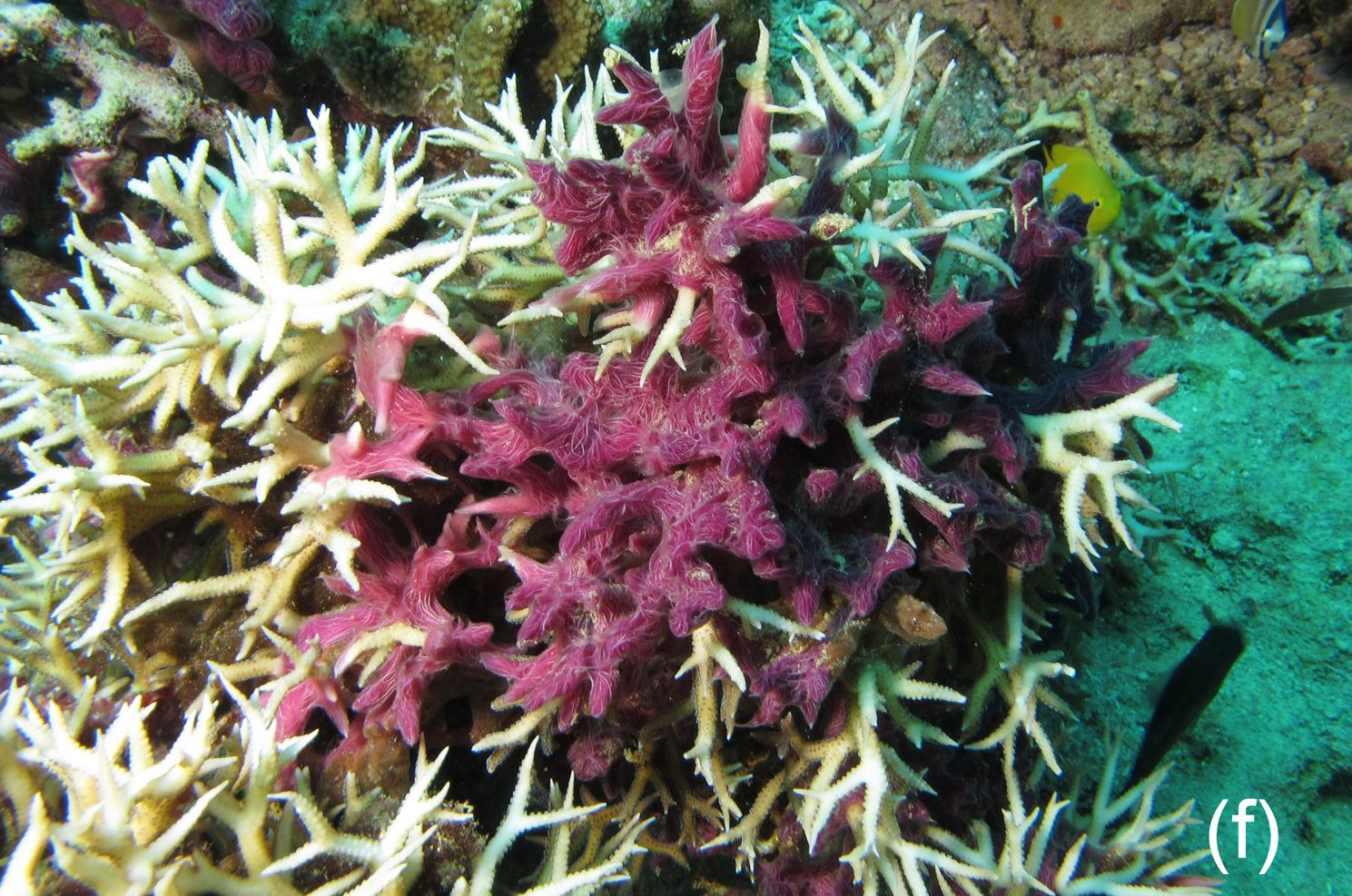 Baseline reef health surveys at Bangka Island reveal new threats