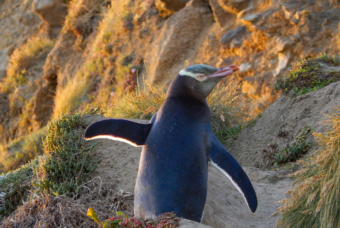 Researchers believe that New Zealand's mainland Yellow-eyed penguins
face extinction