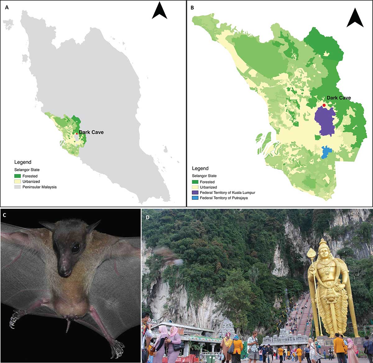 Pollination implications of bats roosting in an urban cave