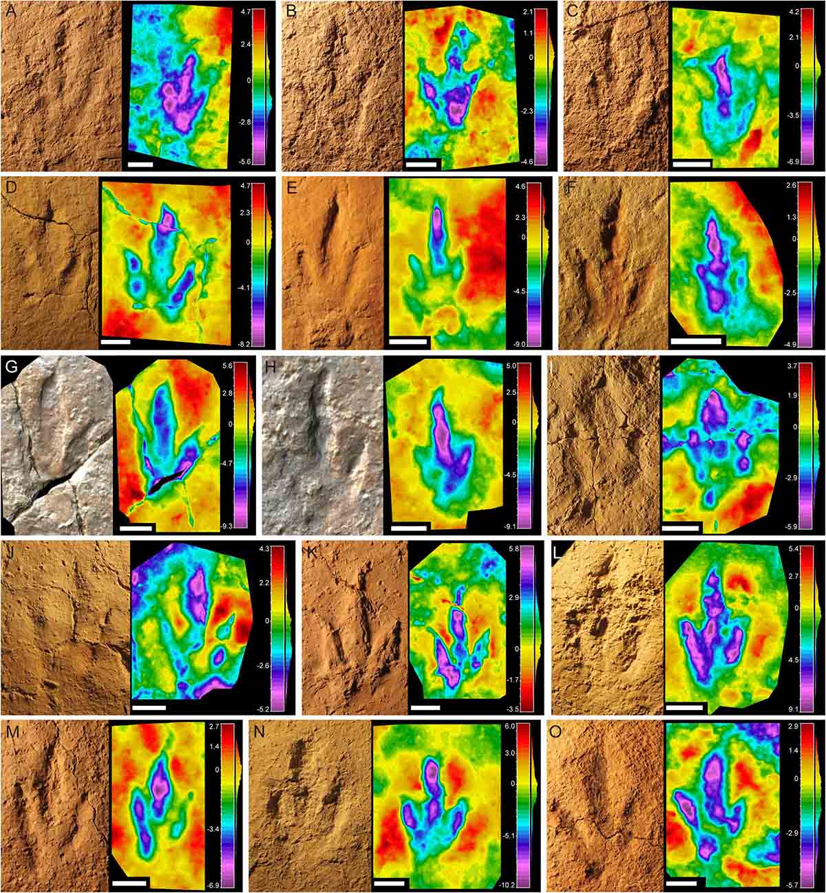 Variation in Late Jurassic tridactyl dinosaur tracks