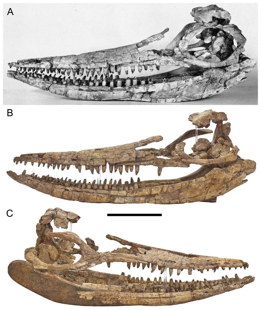 Descriptive anatomy of the largest known specimen of Protoichthyosaurus prostaxalis