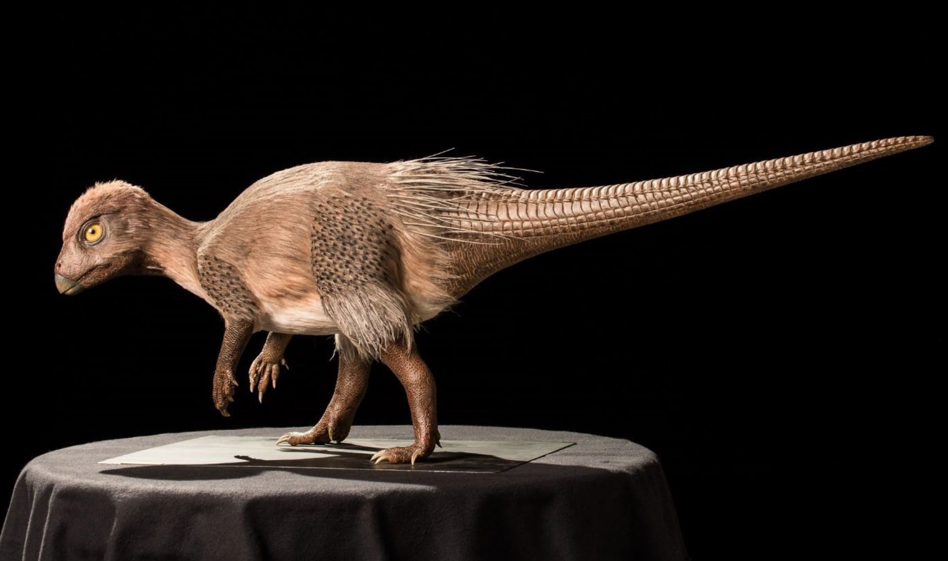 Kulindadromeus zabaikalicus, the oldest dinosaur with ‘feather-like’ structures