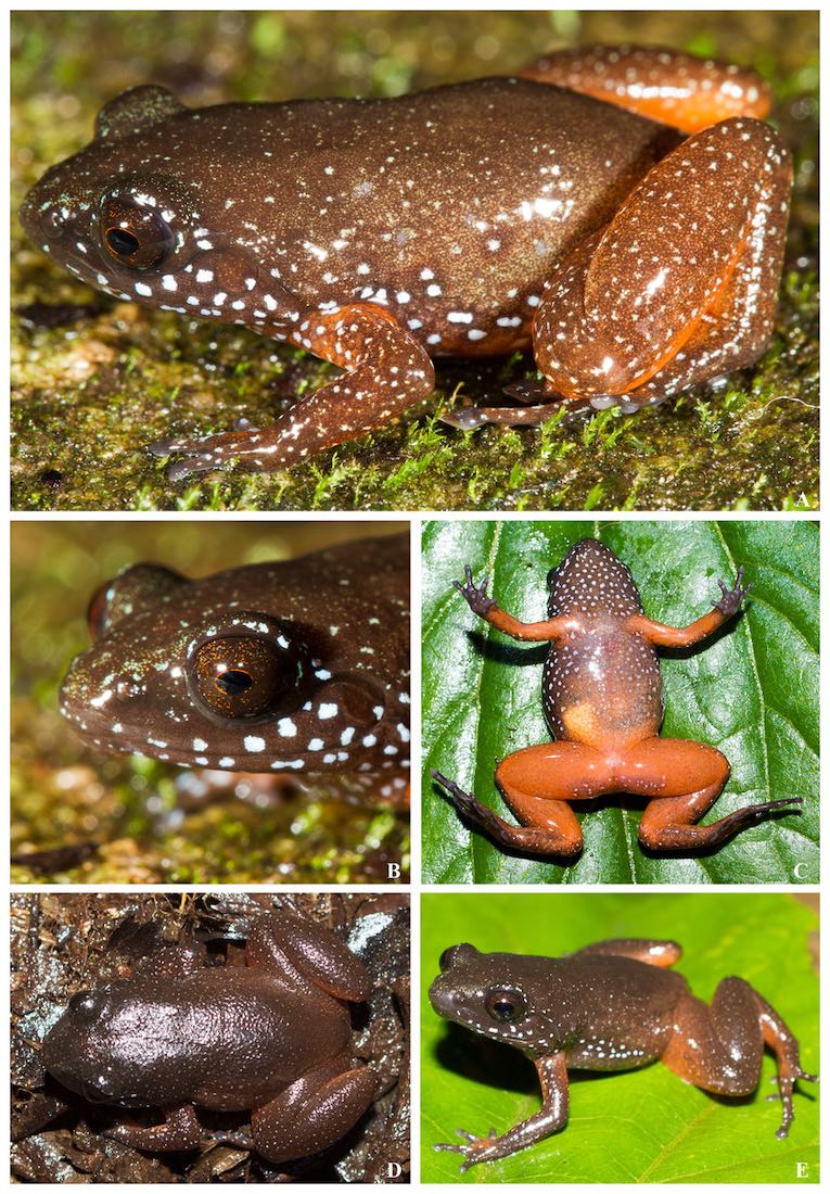 A new ancient lineage of frog endemic to the Western Ghats of Peninsular India